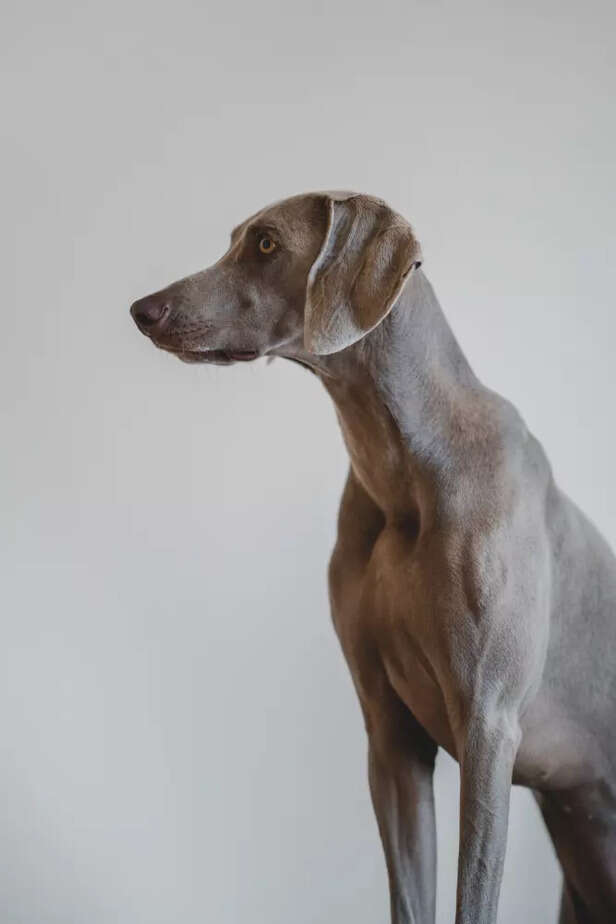 mudhol hound dog