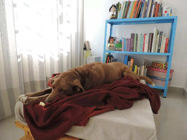 a dog resting on a pile of cloth