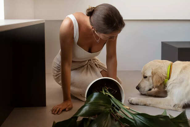 Basics of Ayurveda for Pets