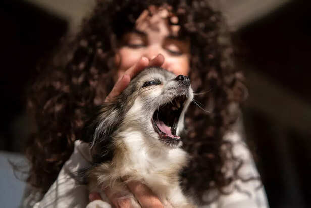 Emotional Toll on the Dogs