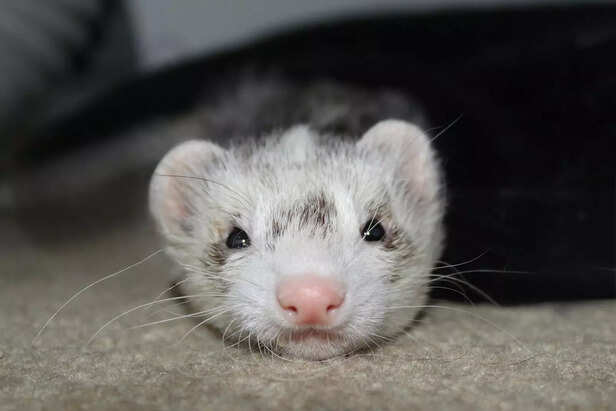 Ferret