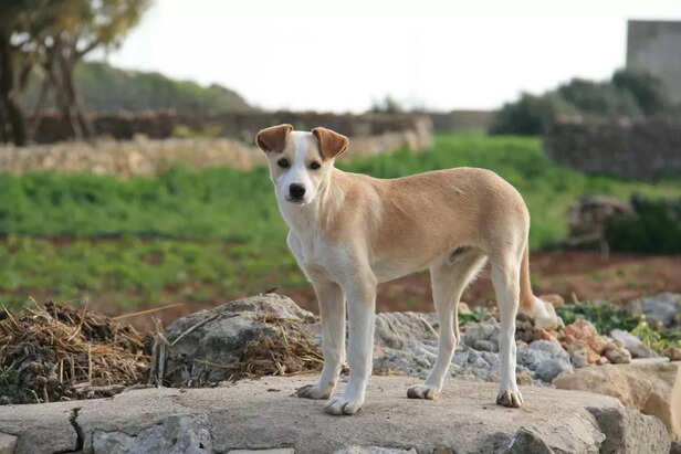 indian pariah dog