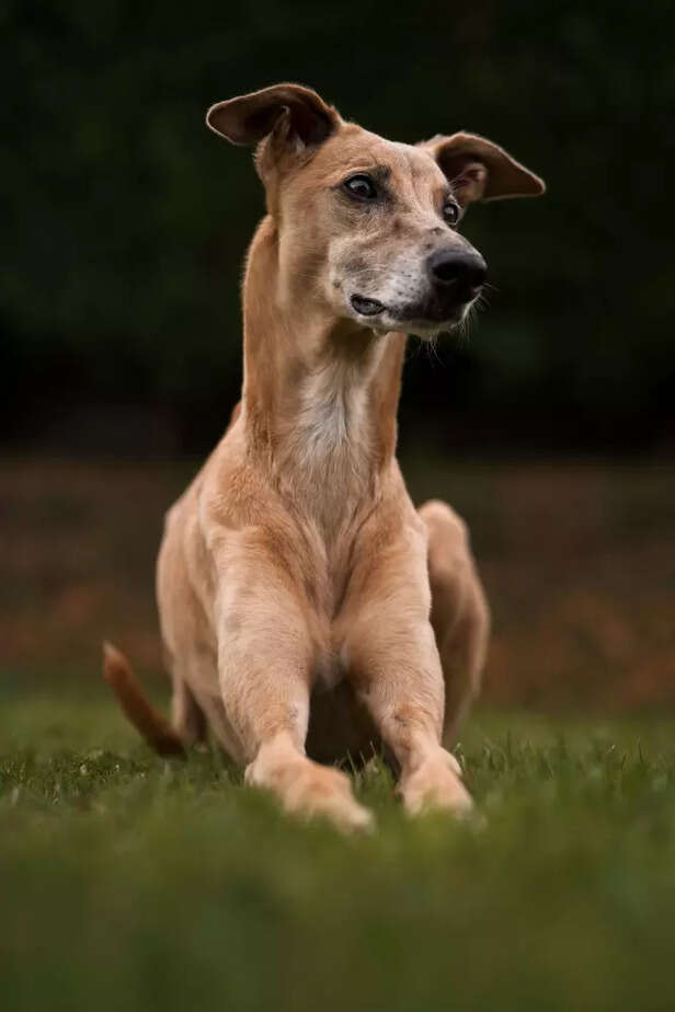 rajapalayam dog breed