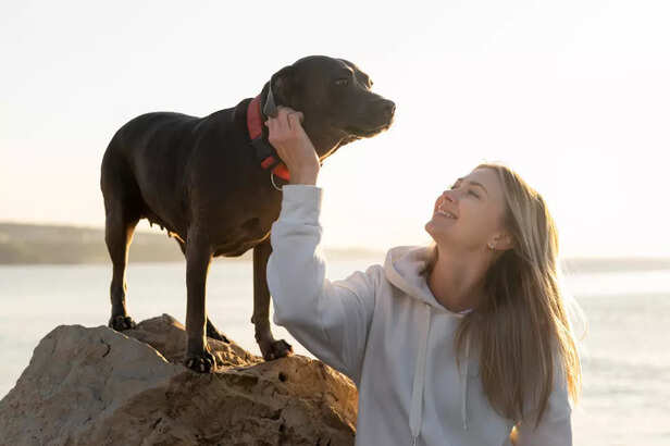 The Role of Energy and Vibes in Pet-Human Connection