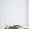 a cat trying to sleep