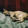 a cat sleeping peacefully