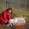Pets Sensing Natural Disasters Before Humans