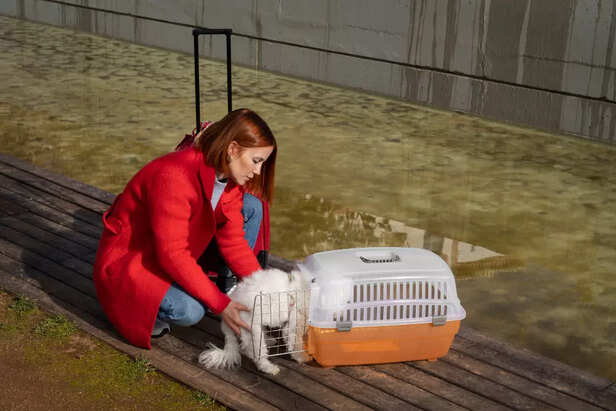 Pets Sensing Natural Disasters Before Humans
