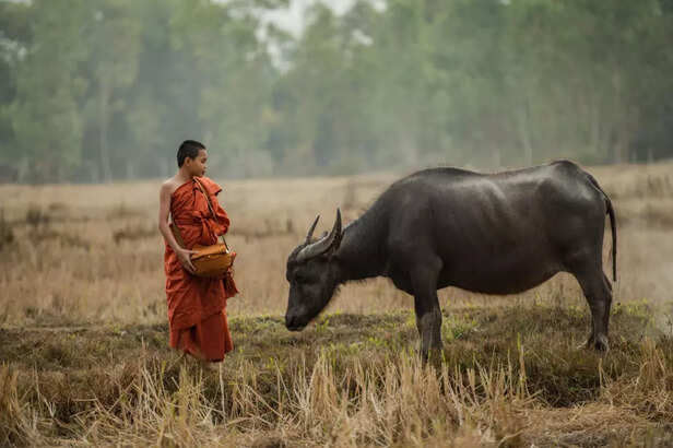 The Holy Bulls of Varanasi