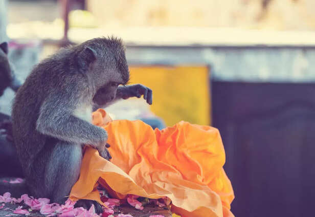 Monkeys in Temples