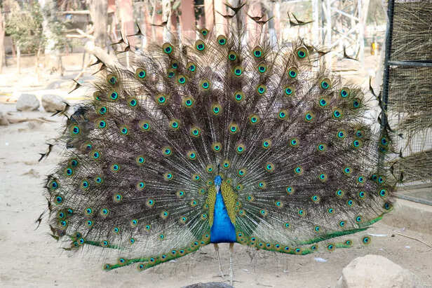 Peacocks and Birds – Graceful Symbols of the Divine