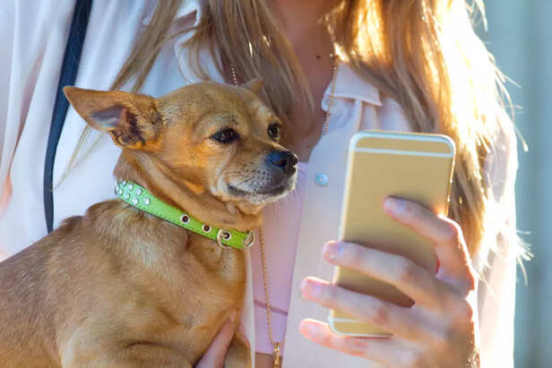 The Growing Popularity of Mobile Grooming in India