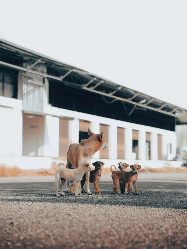 making house pet ready