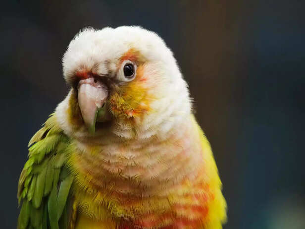 Green-Cheeked Conure