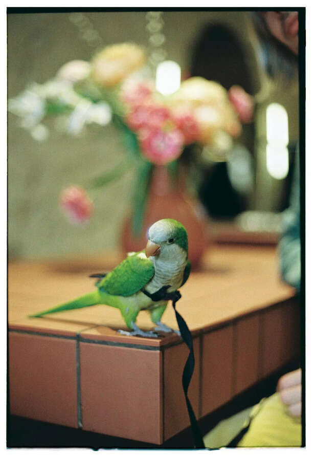 Quaker Parrot (Monk Parakeet)