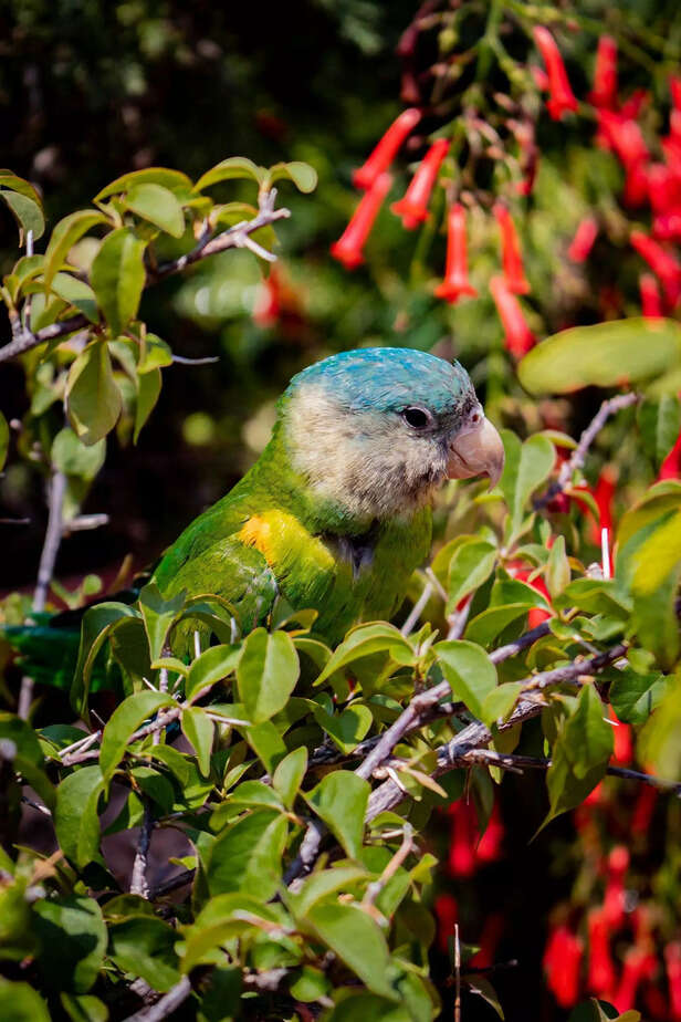 Pacific Parrotlet