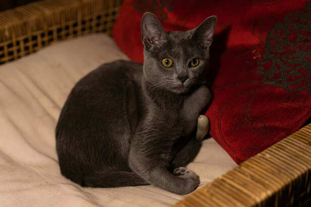 Russian blue cat