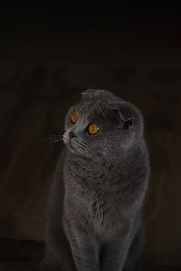 British short hair cat