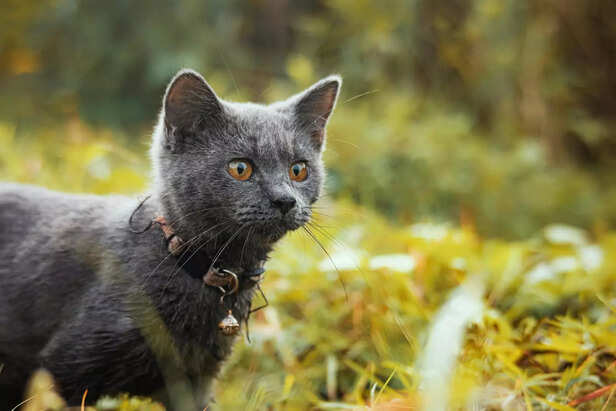 Russian blue cat