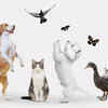 cats with other animals