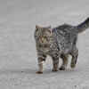cat adaptability