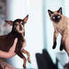 cat and dog