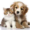 cat-and dog-being-affectionate-towards-each-other