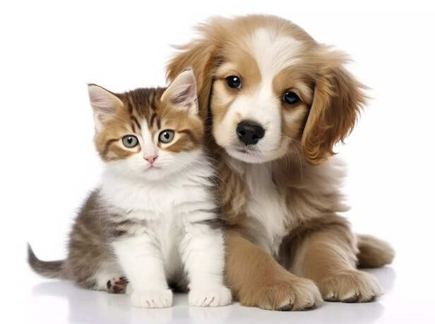 cat-and dog-being-affectionate-towards-each-other