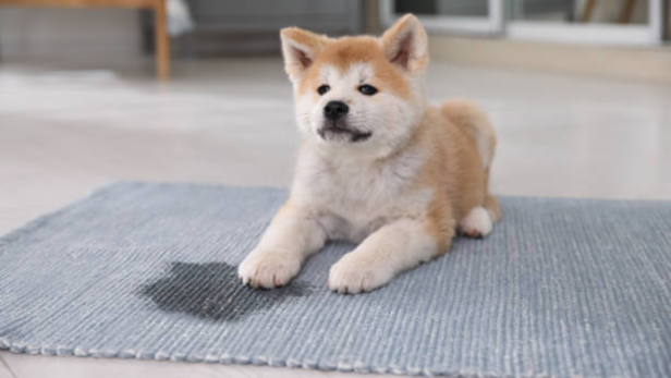 The secret to remove dog pee from mattress is fast action