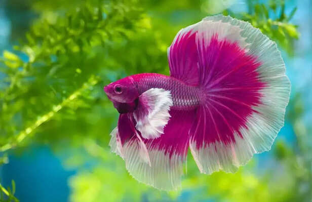 Picture credit : Instagram