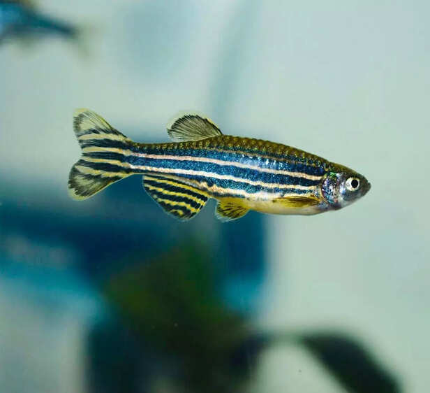 Picture credit : Instagram