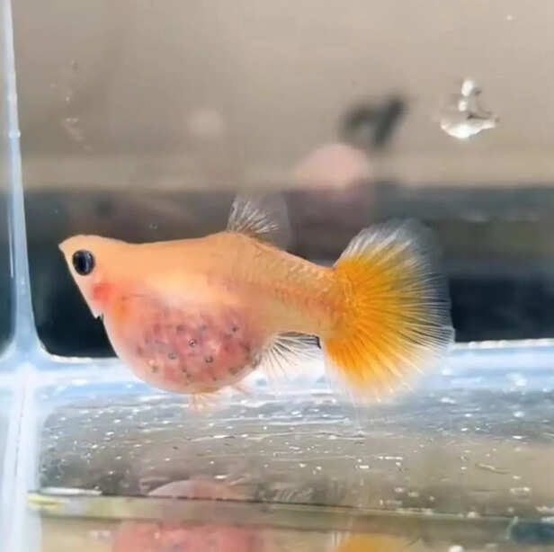 Picture credit : Instagram