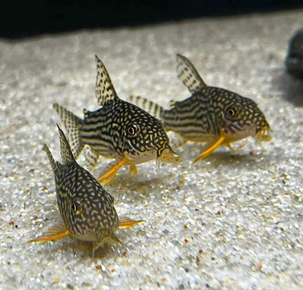 Picture credit : Instagram