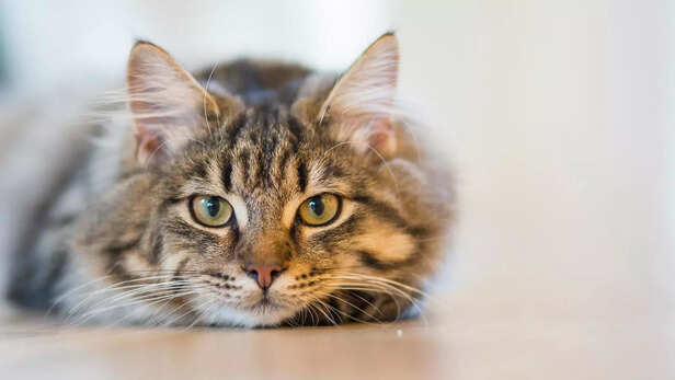 Maine Coon