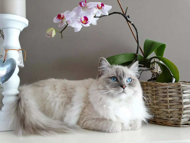 Ragdoll