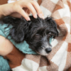 Massage your dog in a quiet, familiar setting after exercise or before bedtime