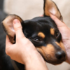 You don’t need to be a professional to give your dog a soothing massage