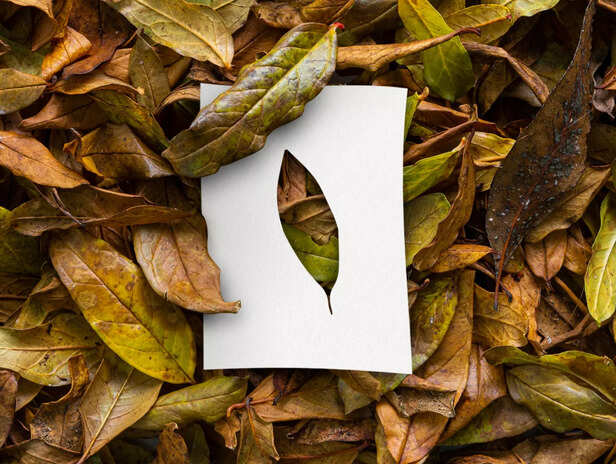 paper from tree