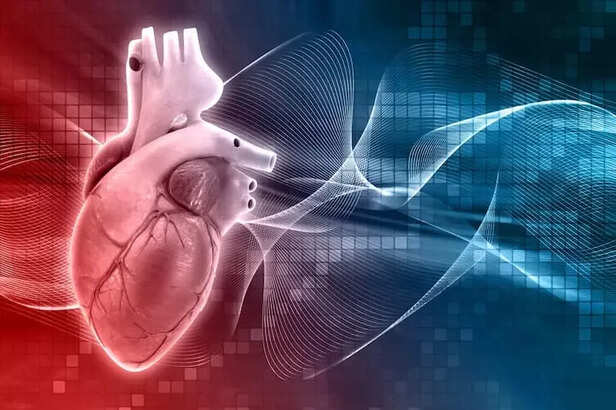 The Heart: Changing Shape and Function
