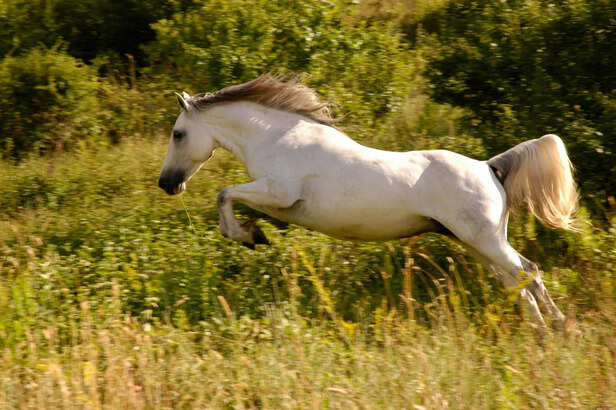 White horse