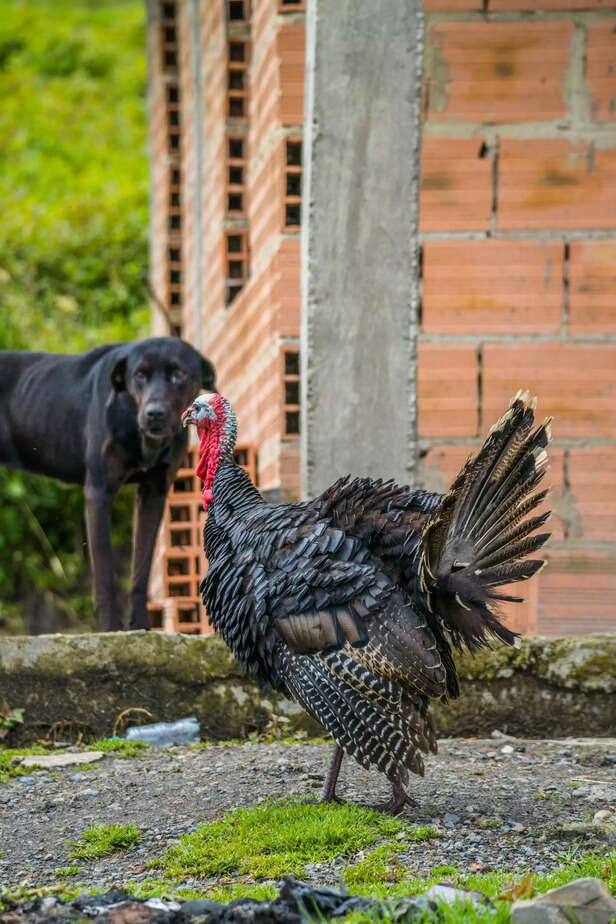 how you introduce them to each other is also important