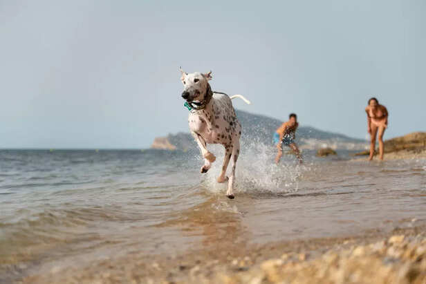 Montrose Dog Beach, Chicago