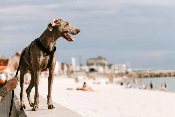 Longport Dog Beach, New Jersey