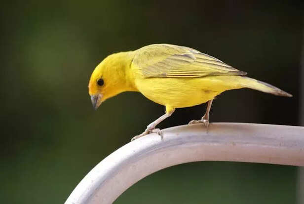 Canary bird