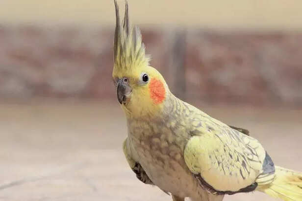 Cockatiel bird