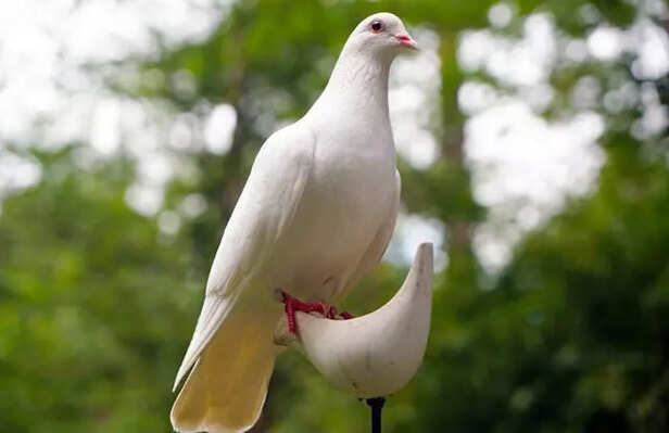 Dove bird