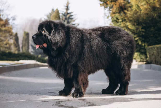 Tibetan Mastiff