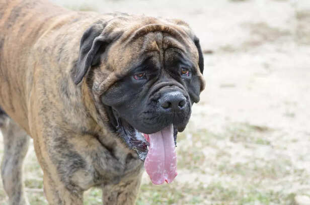 Neapolitan Mastiff