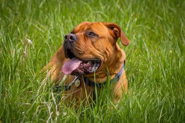 French Mastiff