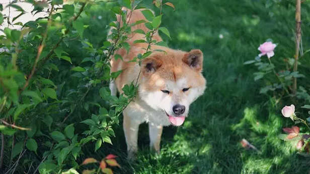 Akita Inu